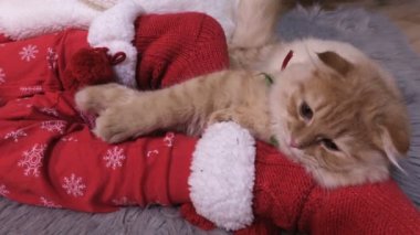 Kızıl kedi Noel pijamasıyla çocuk bacaklarının üzerinde örgü çoraplarla dinleniyor.