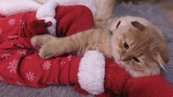 Ginger Cat Resting Child Legs Christmas Pajama Knitted Socks — ストック動画