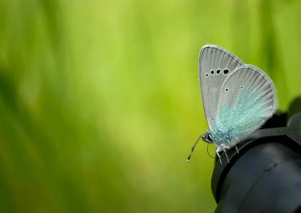 Siyah tripod üzerinde mavi beyaz kelebek Görünümü Kapat, bulanık arka plan, çarpıntı, kaybetmek ağırlık diyet yan görünümü yeşil çim için rüya kolaylığı oturur.