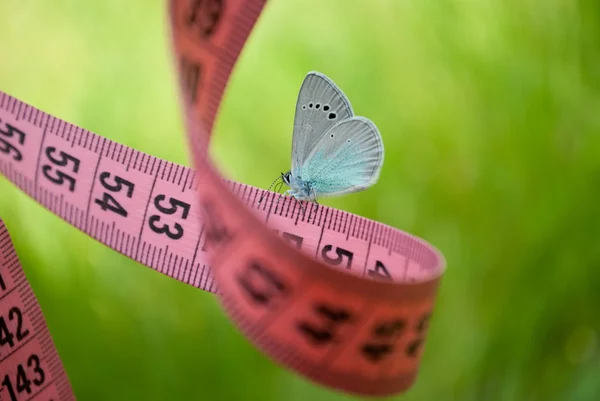 pembe renkli bir ölçüm bandı üzerinde mavi beyaz kelebek, bulanık bir arka plan üzerinde yakın bir görünümü olan bir rüya bir rahatlıkla kaybetmek ağırlık diyet, yan görünüm, yeşil çim, beyaz bush teyp pembe renk, ölçme, dere pisisi rakamlar