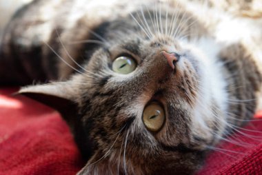 Gri kedi beyaz bıyıklı ve güneş ışınlarının bulanık bir arka plan üzerinde kırmızı bir kumaş üzerine bir pencere pervazına üzerinde sarı gözler yalan ile