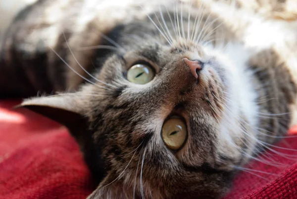 Gri kedi beyaz bıyıklı ve güneş ışınlarının bulanık bir arka plan üzerinde kırmızı bir kumaş üzerine bir pencere pervazına üzerinde sarı gözler yalan ile