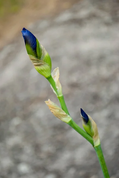 Iris bir gri taş bir yaz gününde bulanık bir arka plan üzerinde mavi kapalı bud Şubesi