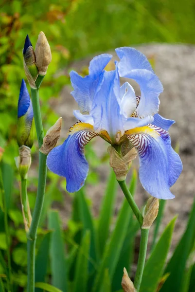 Μπλε Ίριδες Μεγάλο Λουλούδι Ένα Φόντο Θολή Πράσινη Χλόη Μια — Φωτογραφία Αρχείου