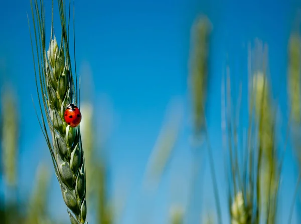 在户外的一个夏日 在模糊的绿地背景和蓝天上 有红色甲虫瓢虫的麦草 — 图库照片