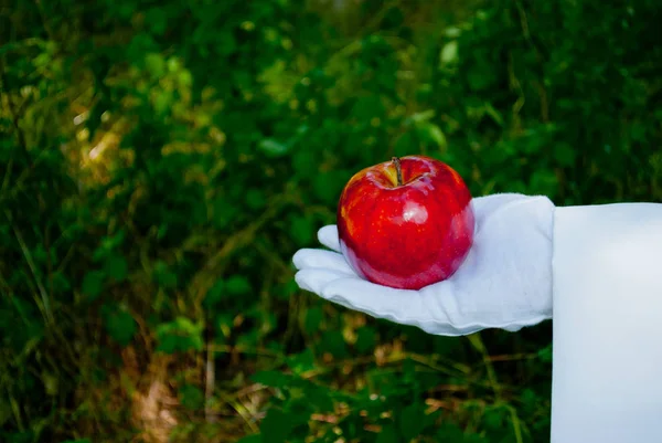 Garsonun el Beyaz eldiven ve beyaz peçete ile gölgede çalılar doğasını fon karşı büyük taze Olgun kırmızı elma tutar