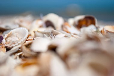Büyük deniz kabukları sahil kum yakın çekim bulanık arka planda üzerinde farklı renkteki yaz deniz güneşli gün doku