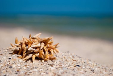 sarı kum yaz plaj sahil mavi gökyüzü tatil dinlenme hafta sonları küçük keskin seashells yalan