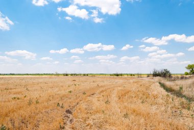 Sarı turuncu ezilmiş alan, alan sonra hasat, ufuk, mavi gökyüzü bulutlu, parlak güneşli bir günde arka planı