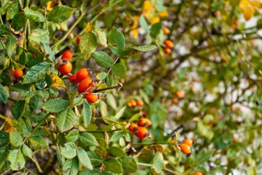 Çilek rose hips closeup yeşil dallar Bush bir arka plan üzerinde ağaç yaprak