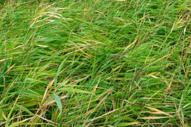 Yeşil reed çim bush, zemin doku yaz güneşi
