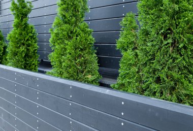 satır iğne yapraklı ağaçlar, mazı, siyah ahşap duvar, gün batımı yaz yeşillik güneş karşı ahşap bir tencerede köknar