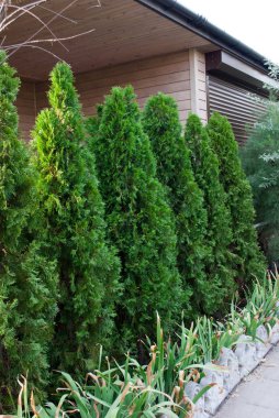 satır iğne yapraklı ağaçlar, mazı, siyah ahşap duvar, gün batımı yaz yeşillik güneş karşı ahşap bir tencerede köknar