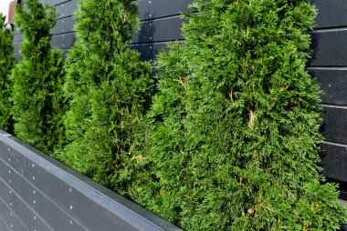 satır iğne yapraklı ağaçlar, mazı, siyah ahşap duvar, gün batımı yaz yeşillik güneş karşı ahşap bir tencerede köknar