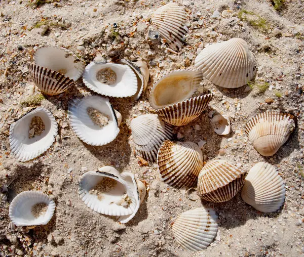 Belle Diverse Dimensioni Conchiglie Sabbia Gialla Sulla Riva Del Mare — Foto Stock