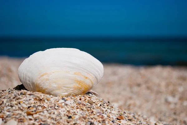 One Big White Beautiful Oval Shell Left Blue Sea Blue — Stock Photo, Image