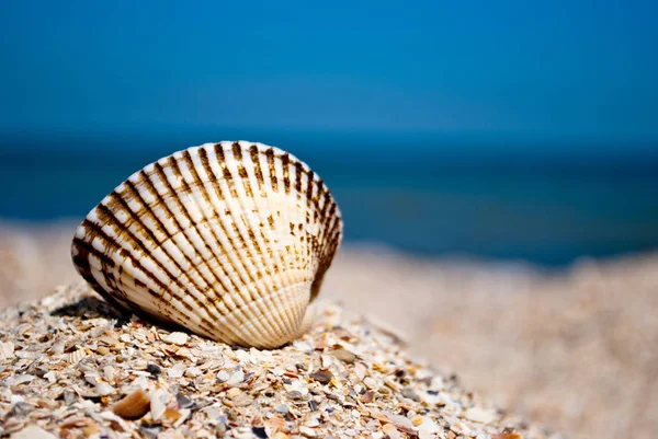 Grande Guscio Rotondo Bianco Bello Sinistra Contro Mare Blu Blu — Foto Stock