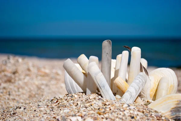 Lot Long Beautiful Rare Shells Gray White Background Blue Sea — Stock Photo, Image