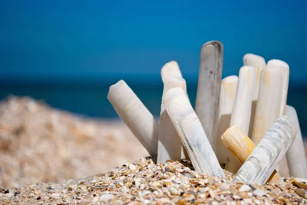 Many Long Beautiful Rare Shells Gray White Blue Sea Background — Stock Photo, Image