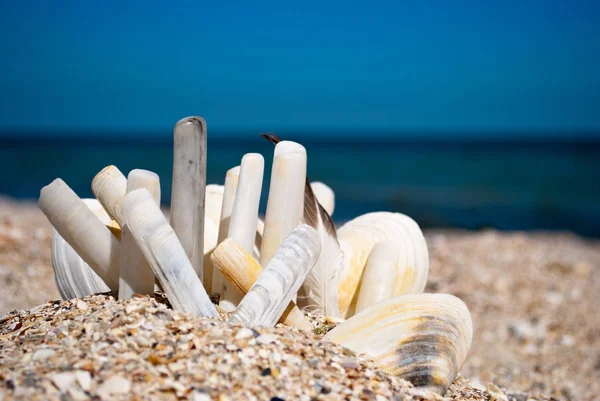 Lot Long Beautiful Rare Shells Gray White Background Blue Sea — Stock Photo, Image