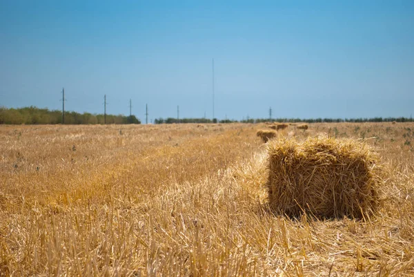 Dikdörtgen sarı haystacks saman kuru saman dan çim bir sahada parlak yaz güneşli bir gün, mavi gökyüzü bulutlar ve yeşil ağaçları ile karşı yatan biçilmis