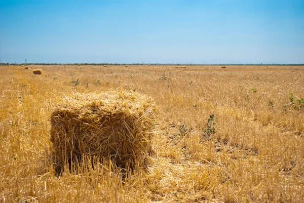 Rectangular Yellow Haystacks Hay Dry Straw Mown Grass Lying Field — Stock Photo, Image