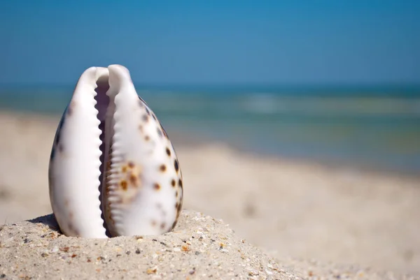 Sea Beautiful Shell White Edges Purple Back Stands Vertically Yellow — Stock Photo, Image