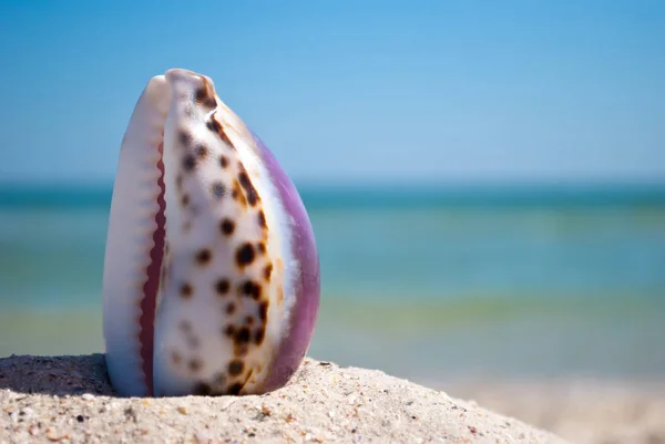 Sea Beautiful Shell White Edges Purple Back Stands Vertically Yellow — Stock Photo, Image
