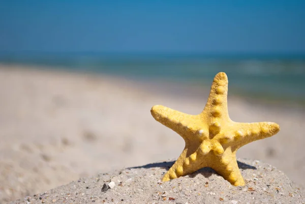 Piękny Jasny Żółty Starfish Morza Mieszkańca Żółty Piasek Tle Błękitnego — Zdjęcie stockowe
