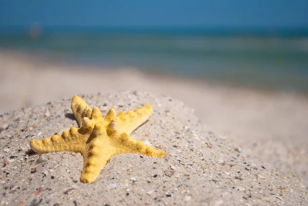 Piękny Jasny Żółty Starfish Morza Mieszkańca Żółty Piasek Tle Błękitnego — Zdjęcie stockowe