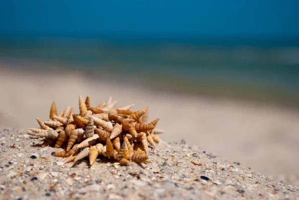 Small Sharp Seashells Lie Yellow Sand Summer Beach Seashore Blue — Stock Photo, Image