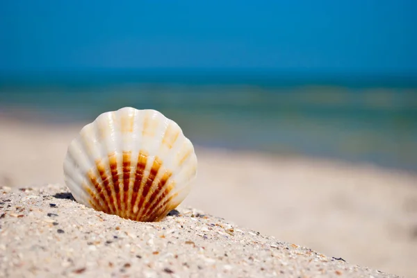 Mare Bella Conchiglia Marrone Bianco Trova Una Sabbia Gialla Uno — Foto Stock