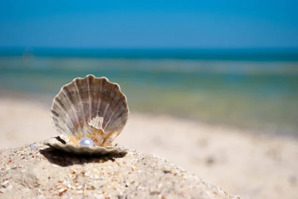 Beautiful Open Gray Seashell White Gem Lies Yellow Sand Background — Stock Photo, Image