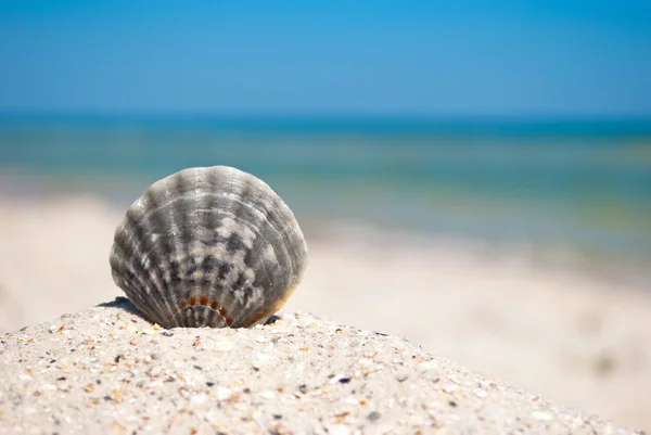 Mare Bella Conchiglia Grigia Trova Sabbia Gialla Uno Sfondo Mare — Foto Stock