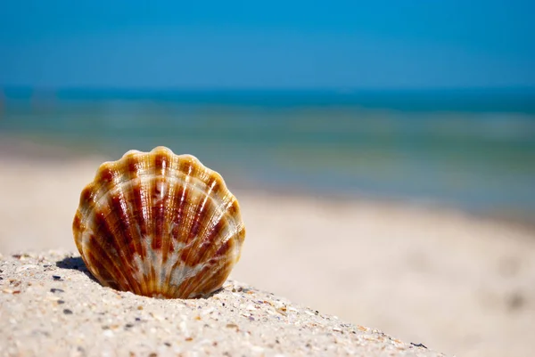 Sea Beautiful White Brown Shell Lies Yellow Sand Background Blue — Stock Photo, Image