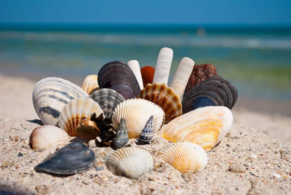 青い海と白い波青空夏バカンス休暇夏の日熱ビーチの背景に黄色の砂に位置して一連の異なる海の貝と石のグループ — ストック写真