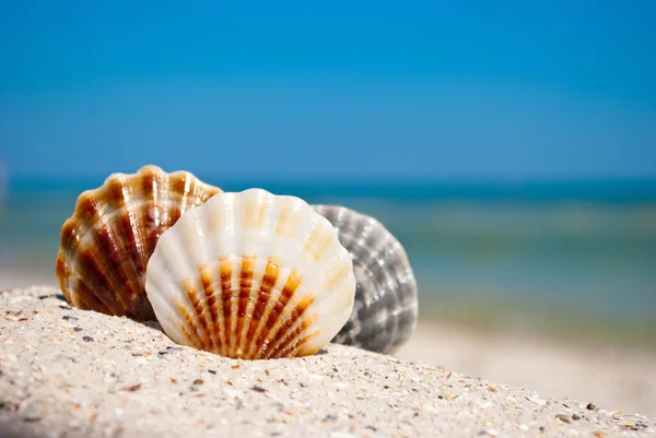 three sea beautiful seashells lie on yellow sand on a background of blue sea and a white wave blue sky summer vacation vacation summer day heat beach