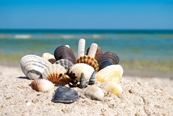 Group Set Different Sea Shells Stones Lies Yellow Sand Background — Stock Photo, Image