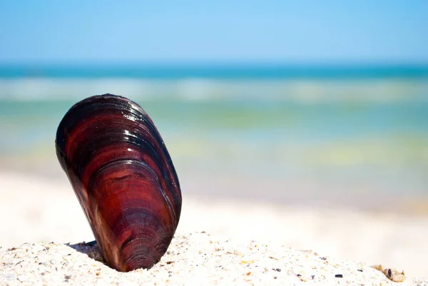 Sea Beautiful Mussel Shell Lies Yellow Sand Background Blue Sea — Stock Photo, Image