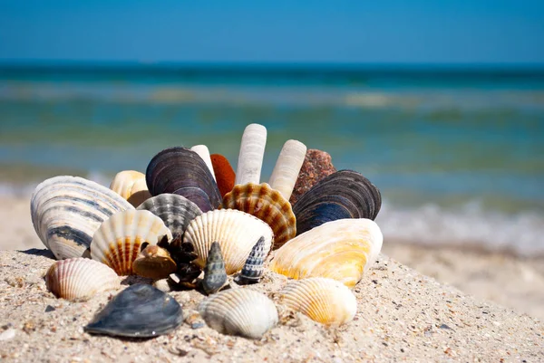 Group Set Different Sea Shells Stones Lies Yellow Sand Background — Stock Photo, Image