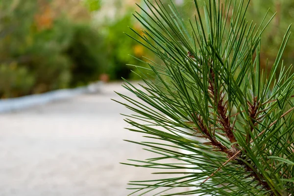 Green branch of a coniferous tree on a background of sand close-up, fir, pine, bright summer sunny day, a path of sand