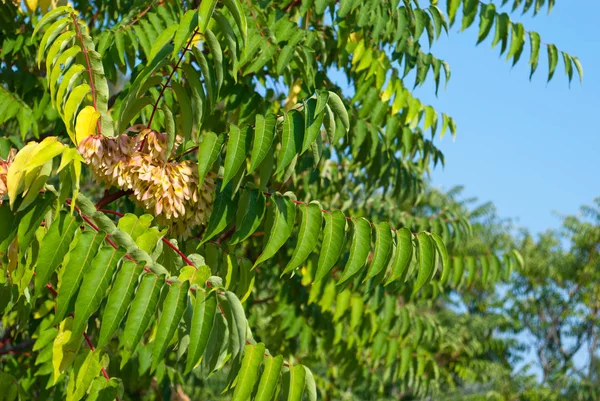 Зелена Яскрава Гілку Дерева Софори Японська Суцвіття Закри Зелений Листя — стокове фото