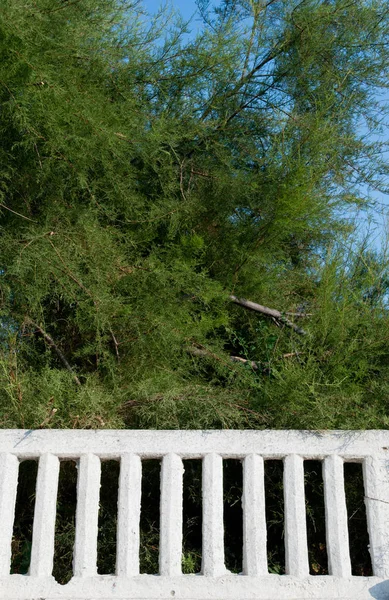 绿色的树灌木后面的石头白色栅栏栅栏 针叶树 明亮的夏天阳光明媚的天 蓝天背景 — 图库照片
