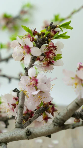 Flowery Peach Branch White Background — Stock Photo, Image