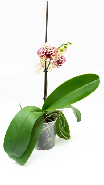 Roze Orchidee Bloem Witte Achtergrond — Stockfoto