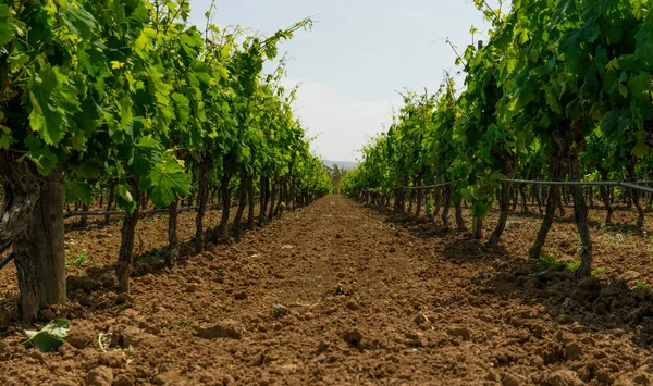 Viñedo Listo Para Producir Vino — Foto de Stock