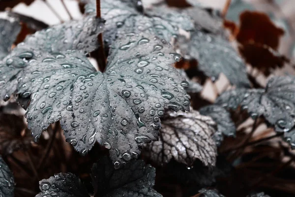 Moody Dark Leafy Greens — Stock Photo, Image