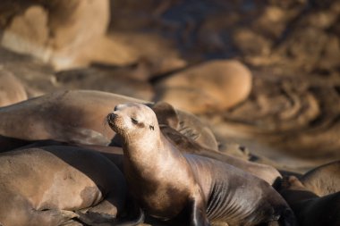La Jolla, Kaliforniya, ABD kayalıklarla üzerinde genç deniz aslanı sunning