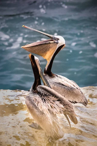 Zwei braune Pelikane mit Kehltasche, die auf den Klippen in la jolla, Kalifornien, USA stehen — Stockfoto
