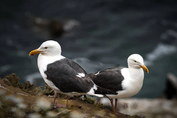 Deux goélands de l'Ouest, mouettes, en patrouille à La Jolla Cove, Californie, États-Unis — Photo